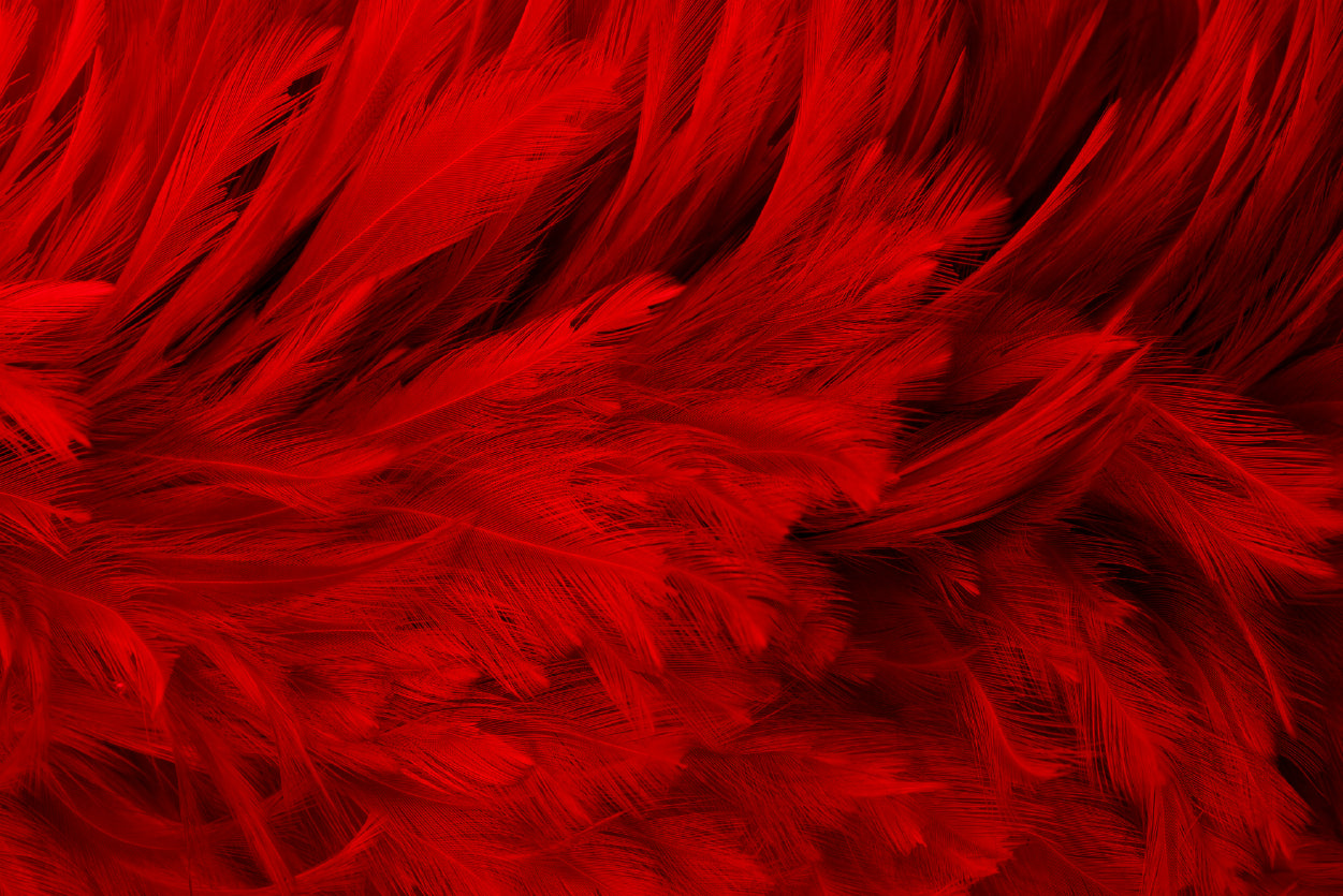 Dark Red Feathers in Close-Up Home Decor Premium Quality Poster Print Choose Your Sizes