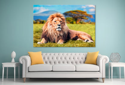 Lion Lying  Savannah  Grass Wall Art Decor 100% Australian Made