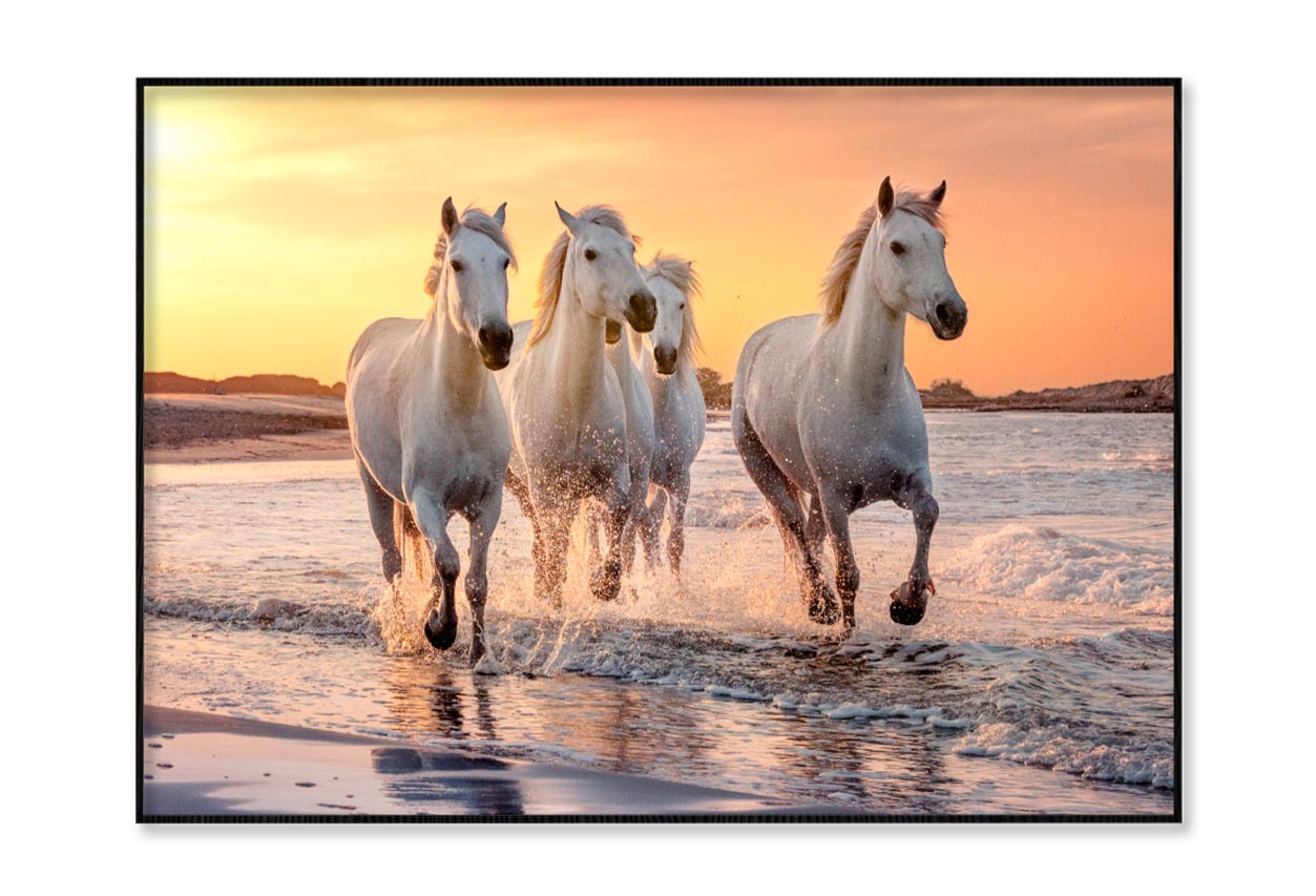 White Horses Running Through the Water at Sunset Home Decor Premium Quality Poster Print Choose Your Sizes