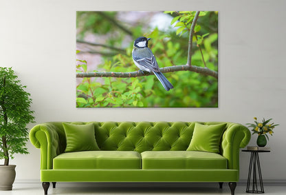 Great Tit on Cherry Blossom Tree Wall Art Decor 100% Australian Made
