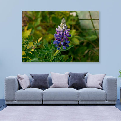 Lupinus Pusillus Close Up View Acrylic Glass Print Tempered Glass Wall Art 100% Made in Australia Ready to Hang