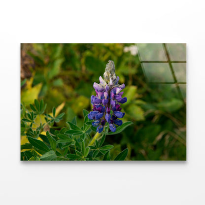 Lupinus Pusillus Close Up View Acrylic Glass Print Tempered Glass Wall Art 100% Made in Australia Ready to Hang