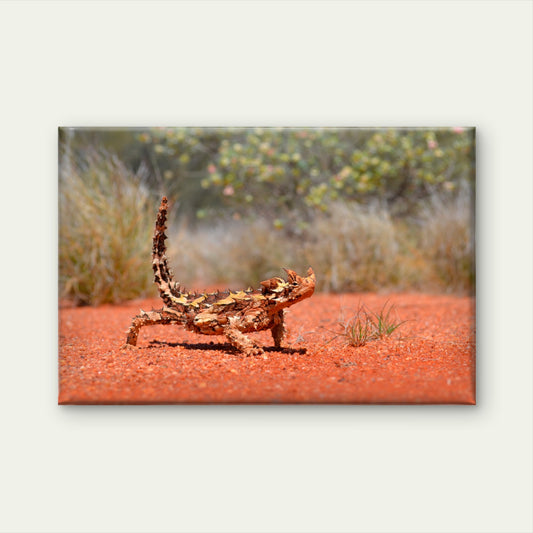 Australian Thorny Devil Lizard Wall Art Decor 100% Australian Made