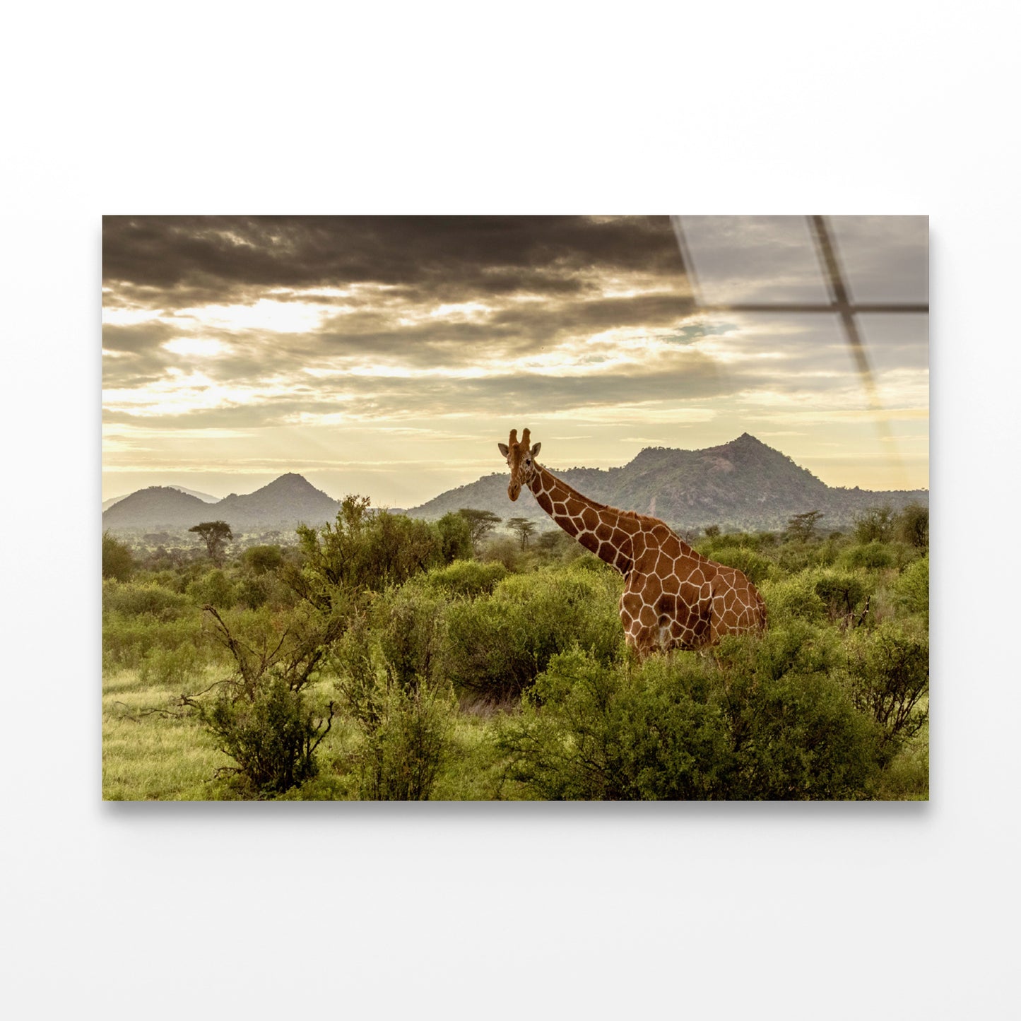 Giraffe Walking Through the Grasslands in Kenya Acrylic Glass Print Tempered Glass Wall Art 100% Made in Australia Ready to Hang