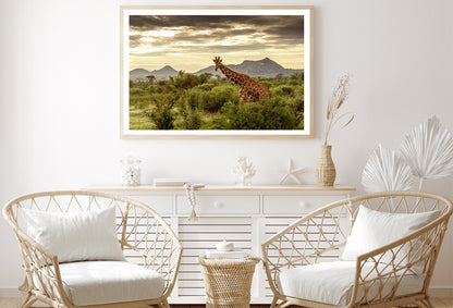 Giraffe Walking Through the Grasslands in Kenya Home Decor Premium Quality Poster Print Choose Your Sizes