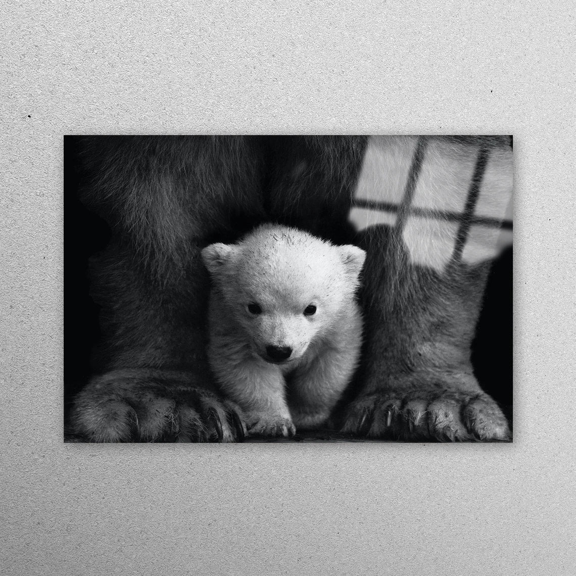 Baby Polar Bear, Animal Acrylic Glass Print Tempered Glass Wall Art 100% Made in Australia Ready to Hang