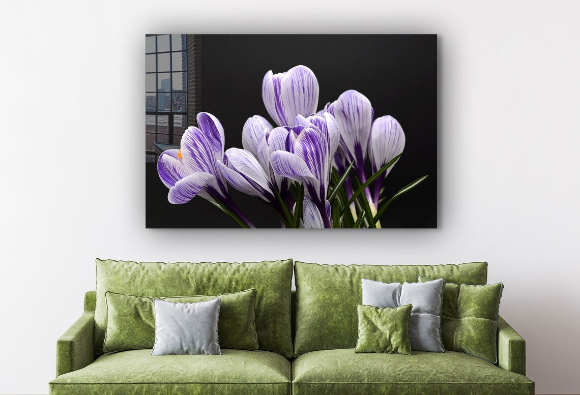 Crocus Violet Flowers UV Direct Aluminum Print Australian Made Quality