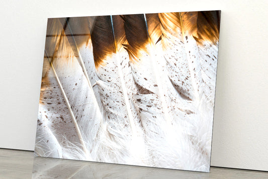 Bunch of White and Brown Feathers Acrylic Glass Print Tempered Glass Wall Art 100% Made in Australia Ready to Hang