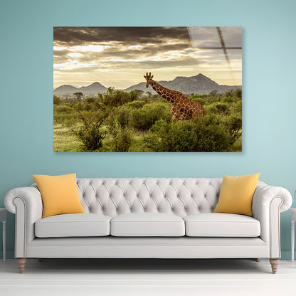 Giraffe Walking Through the Grasslands in Kenya Acrylic Glass Print Tempered Glass Wall Art 100% Made in Australia Ready to Hang