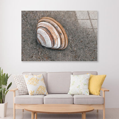 Close-Up Of Shell in The Sand on The Beach, Acrylic Glass Print Tempered Glass Wall Art 100% Made in Australia Ready to Hang