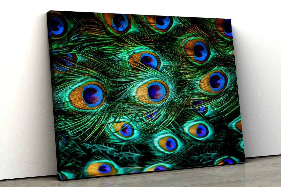 Peacock Feathers UV Direct Aluminum Print Australian Made Quality