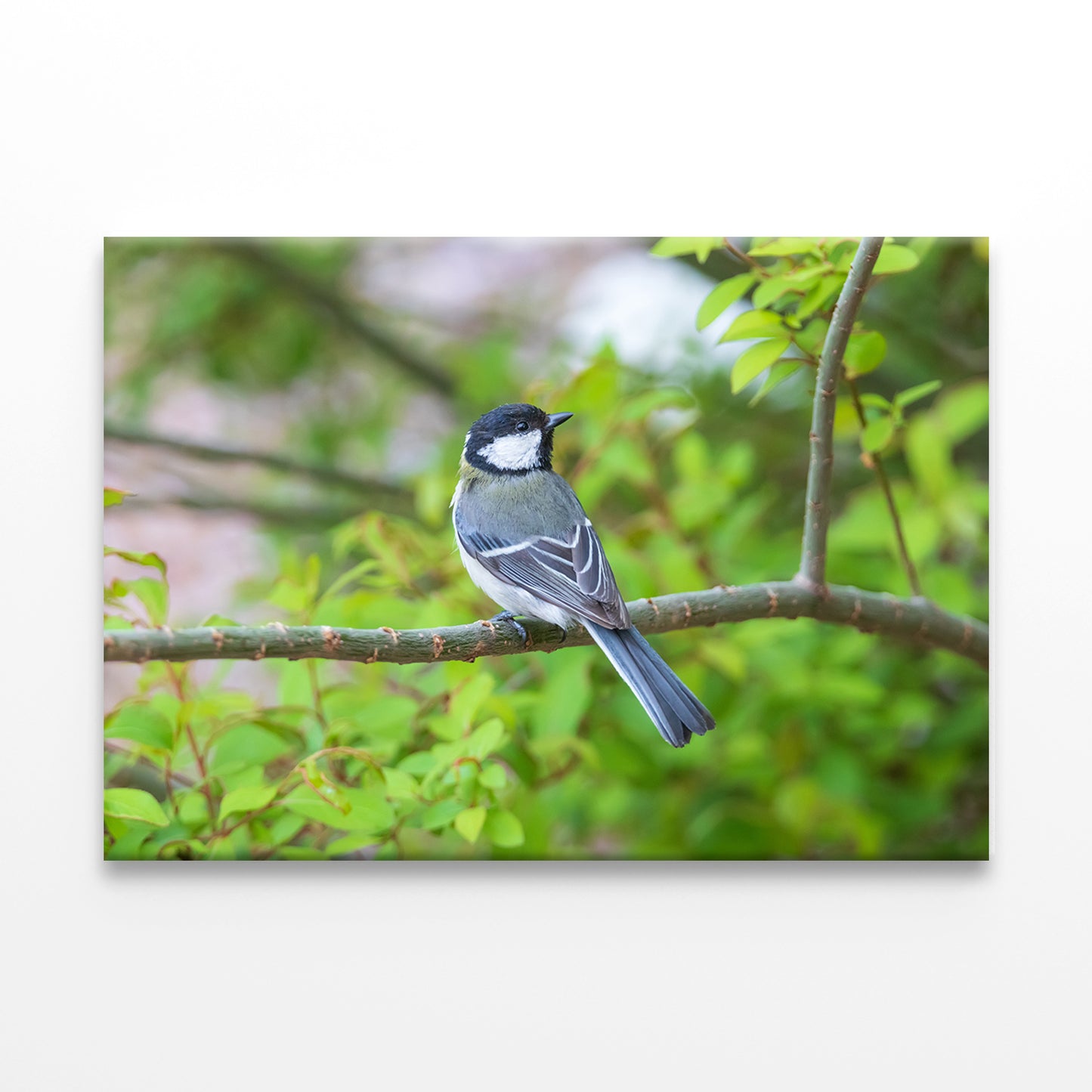Great Tit on Cherry Blossom Tree Wall Art Decor 100% Australian Made