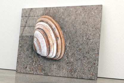 Close-Up Of Shell in The Sand on The Beach, Acrylic Glass Print Tempered Glass Wall Art 100% Made in Australia Ready to Hang