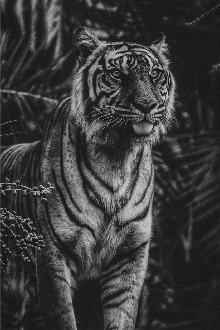 Black And White Tiger in Dark Forest Wall Art Decor 100% Australian Made