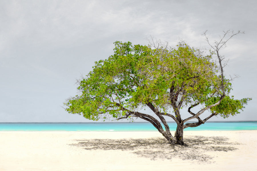 Tree in Beach Print 100% Australian Made