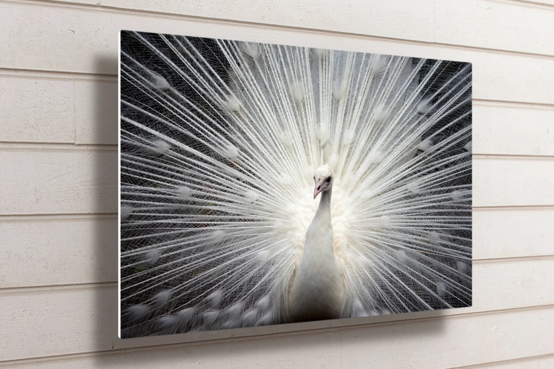 White Peacock UV Direct Aluminum Print Australian Made Quality