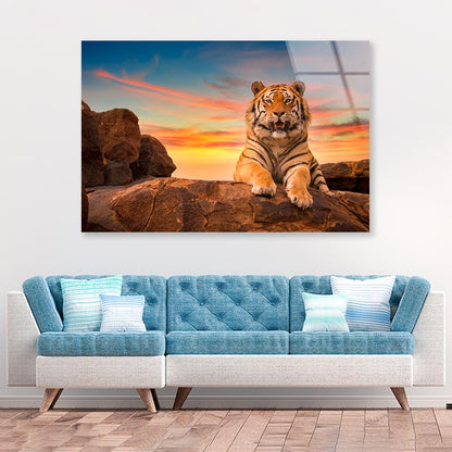 Solitary Adult Bengal Tiger  Acrylic Glass Print Tempered Glass Wall Art 100% Made in Australia Ready to Hang