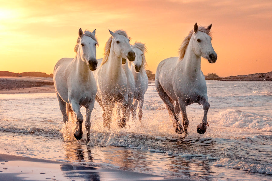 White Horses Running Through the Water at Sunset Wall Art Decor 100% Australian Made