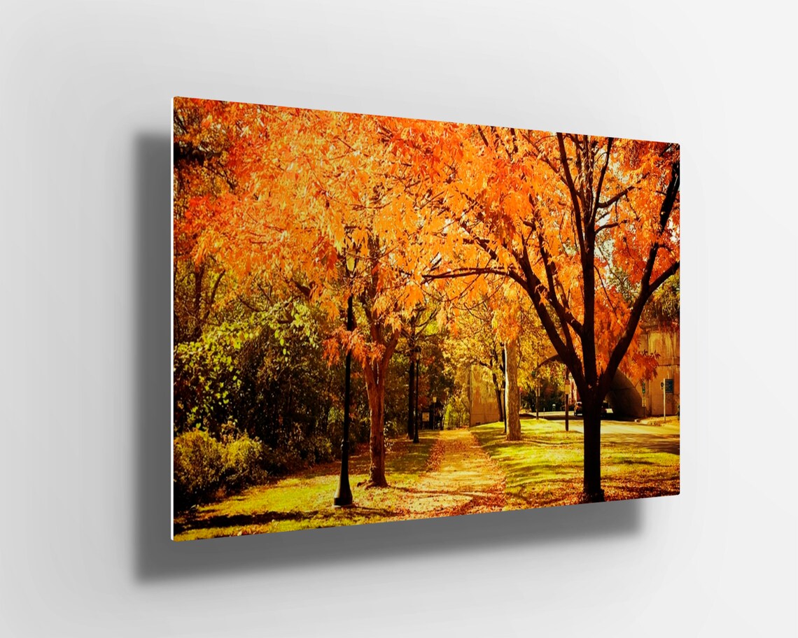 Autumn yellow trees UV Direct Aluminum Print Australian Made Quality