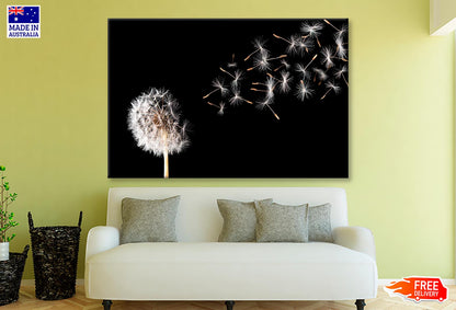 Dandelion On Black Background Wall Art Decor 100% Australian Made