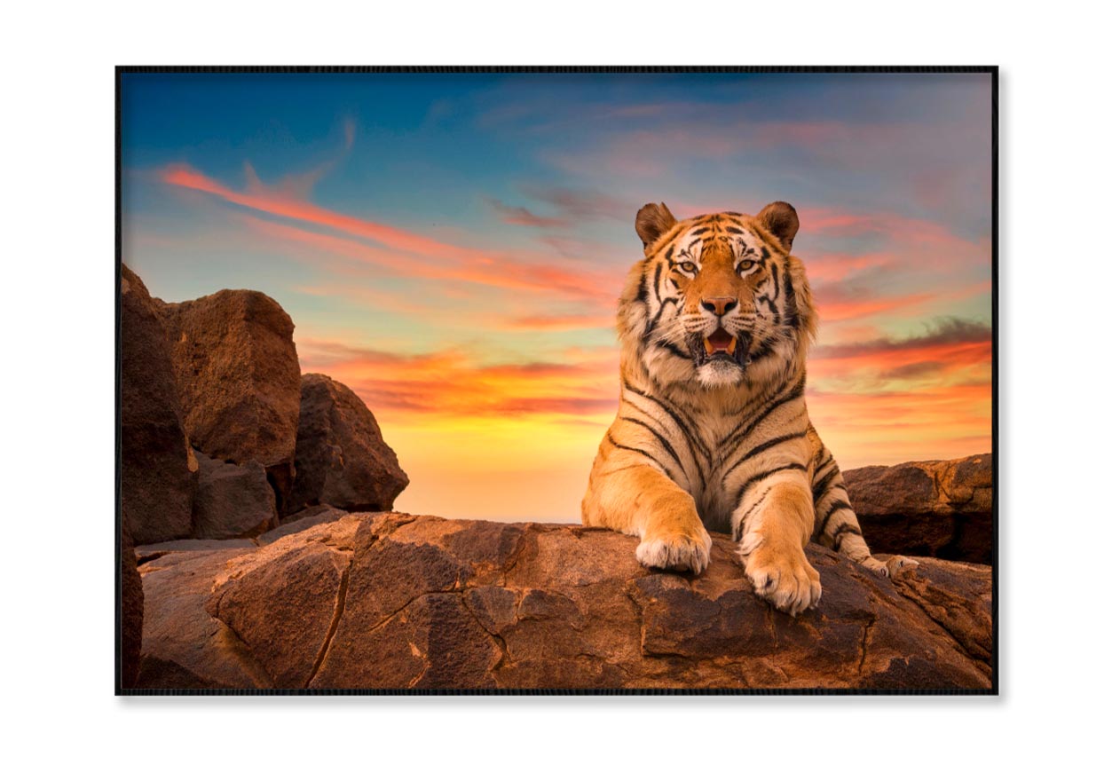 Solitary Adult Bengal Tiger Home Decor Premium Quality Poster Print Choose Your Sizes