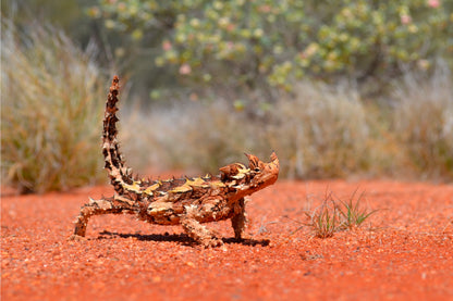 Australian Thorny Devil Lizard Wall Art Decor 100% Australian Made