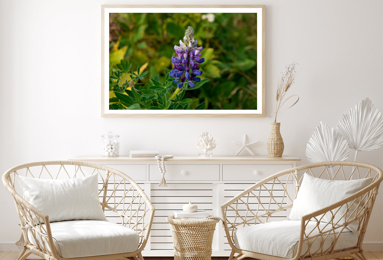 Lupinus Pusillus Close Up View Home Decor Premium Quality Poster Print Choose Your Sizes