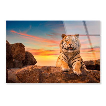 Solitary Adult Bengal Tiger  Acrylic Glass Print Tempered Glass Wall Art 100% Made in Australia Ready to Hang