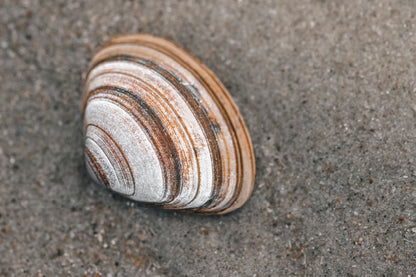 Close-Up Of Shell in The Sand on The Beach, Wall Art Decor 100% Australian Made