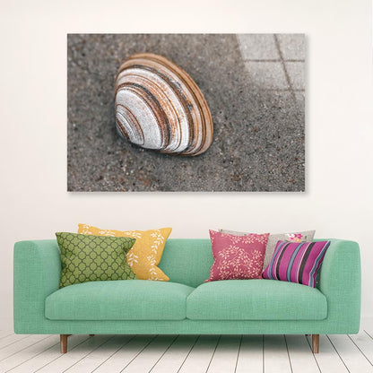 Close-Up Of Shell in The Sand on The Beach, Acrylic Glass Print Tempered Glass Wall Art 100% Made in Australia Ready to Hang