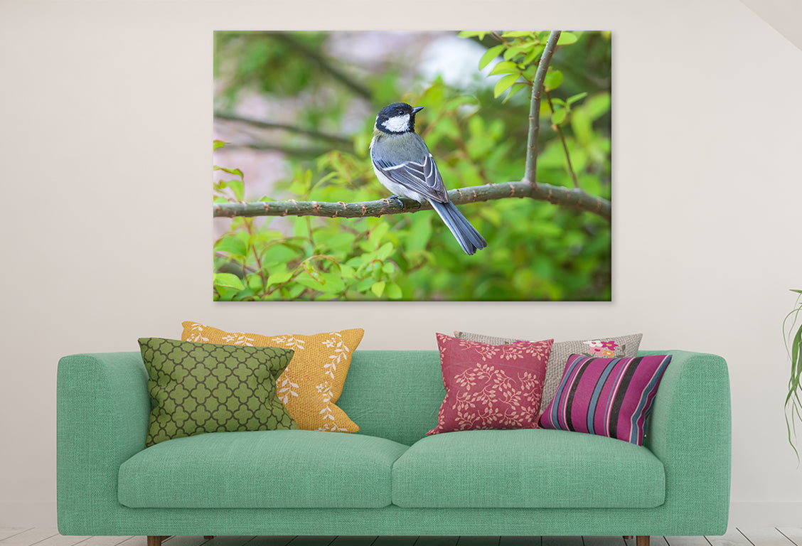 Great Tit on Cherry Blossom Tree Wall Art Decor 100% Australian Made