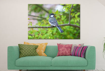 Great Tit on Cherry Blossom Tree Wall Art Decor 100% Australian Made