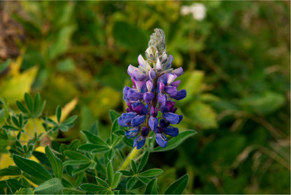 Lupinus Pusillus Close Up View Home Decor Premium Quality Poster Print Choose Your Sizes