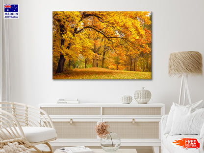 Gold Trees in a Park in Autumn 90x60cm Print 100% Australian Made