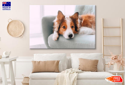 Dog Is Laying on A Blue Chair Wall Art Decor 100% Australian Made