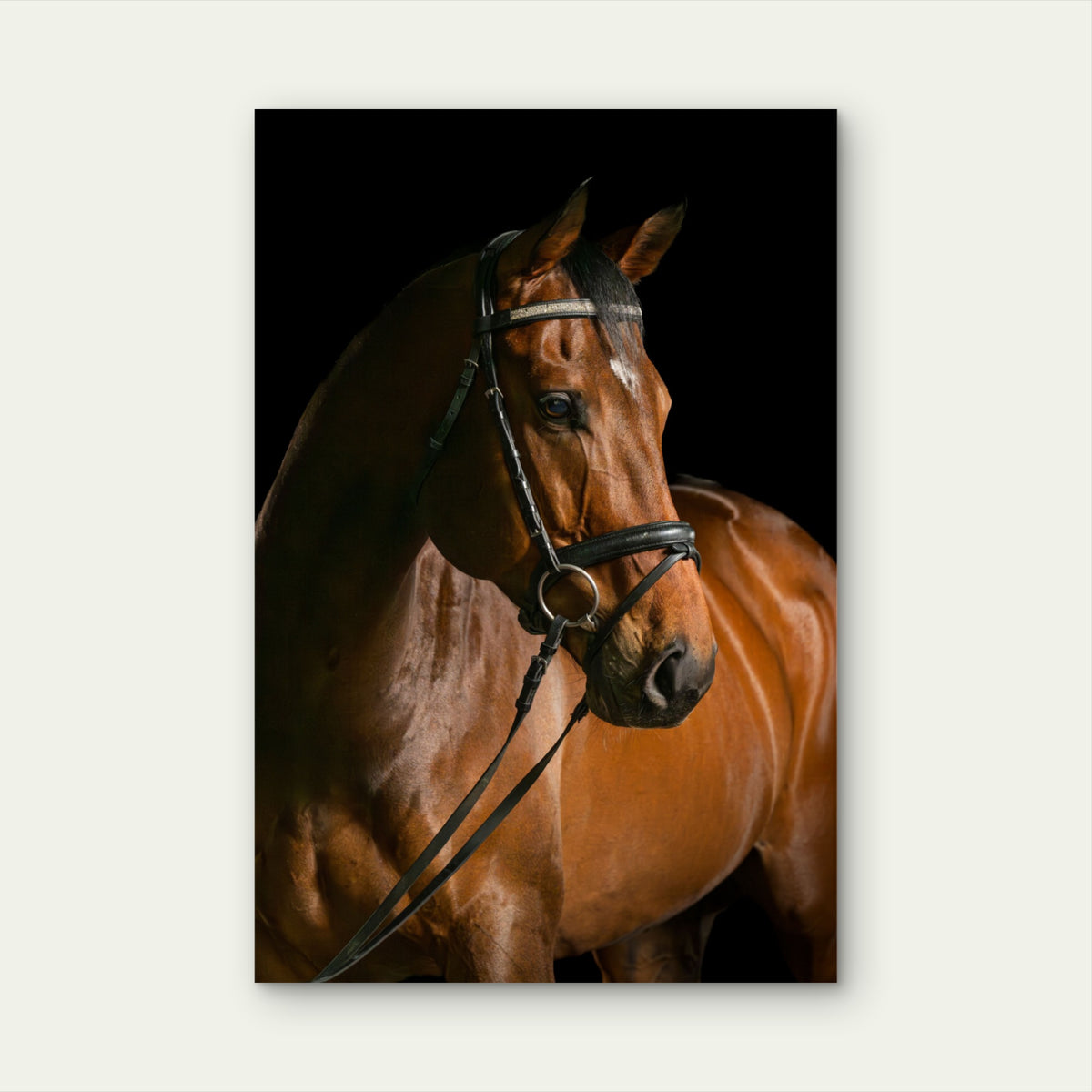 Brown Thoroughbred Horse Head 40x60cm Metal Print Ready to Hang