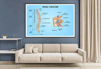 Spinal Structure Vector Design Educational Home Decor Premium Quality Poster Print Choose Your Sizes