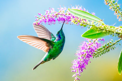 Hummingbird Violet Sabrewing Flying  Acrylic Glass Print Tempered Glass Wall Art 100% Made in Australia Ready to Hang