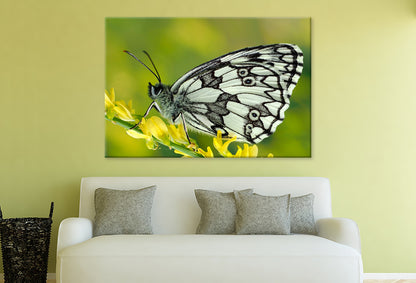 Galathea Butterfly at Sunset Wall Art Decor 100% Australian Made
