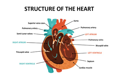 Anatomy Of Human Heart Home Decor Premium Quality Poster Print Choose Your Sizes