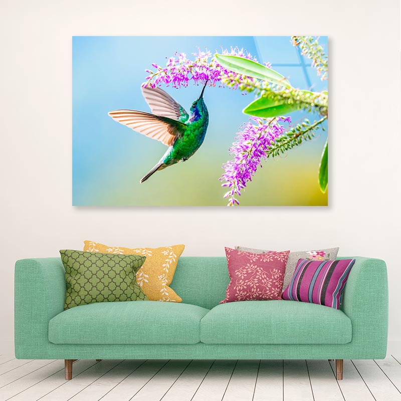 Hummingbird Violet Sabrewing Flying  Acrylic Glass Print Tempered Glass Wall Art 100% Made in Australia Ready to Hang