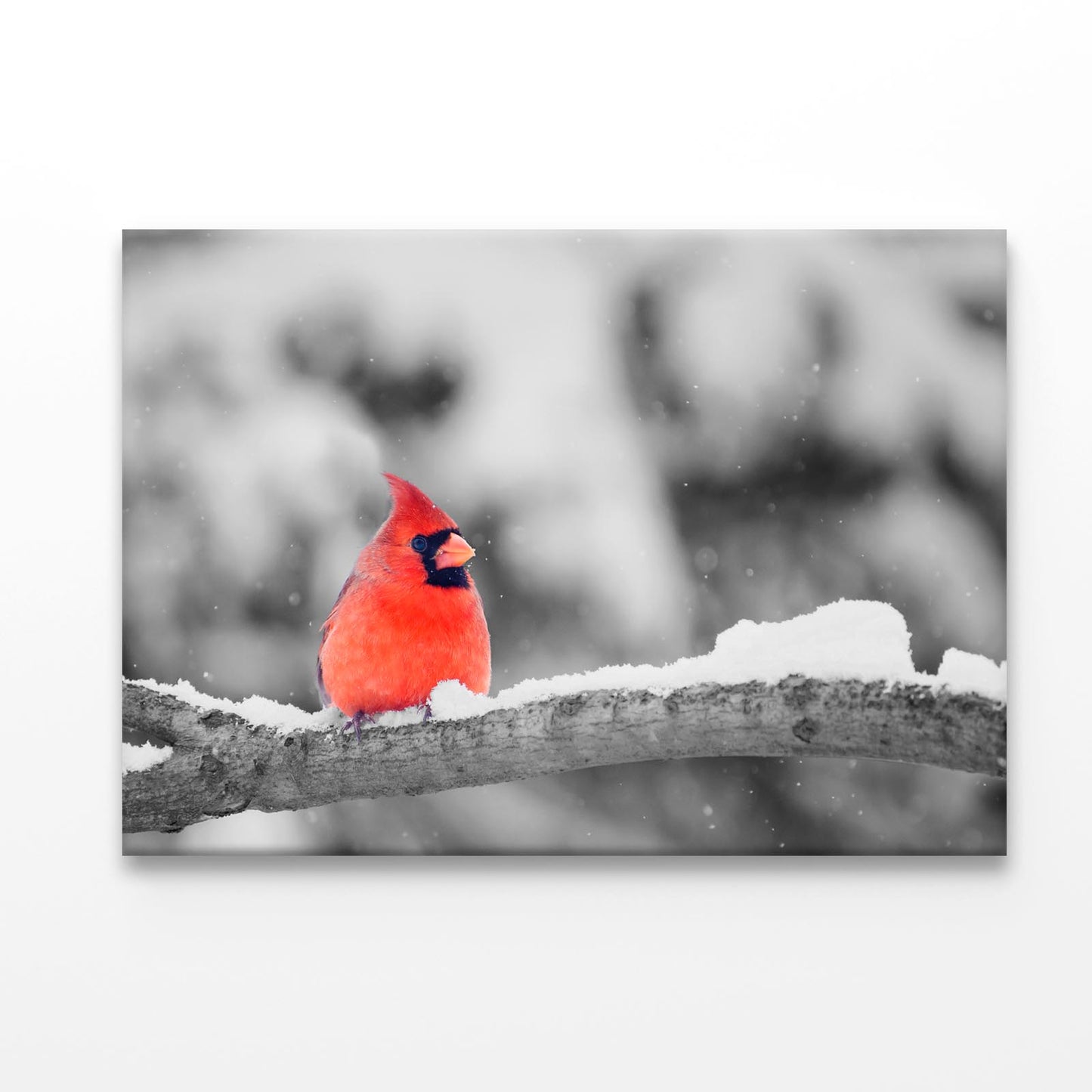 B&W Red Bird Winter View Acrylic Glass Print Tempered Glass Wall Art 100% Made in Australia Ready to Hang