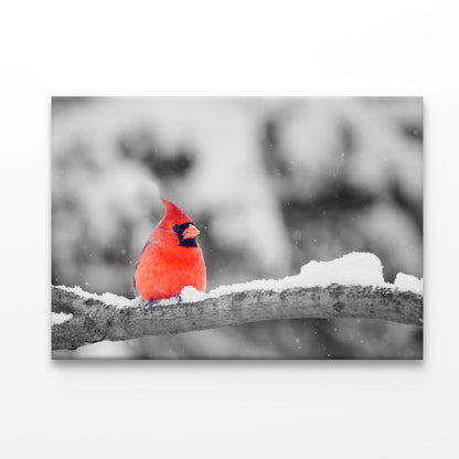 B&W Red Bird Winter View Acrylic Glass Print Tempered Glass Wall Art 100% Made in Australia Ready to Hang