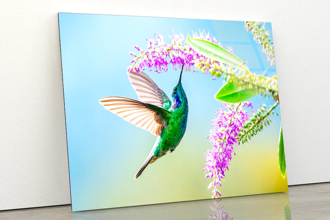 Hummingbird Violet Sabrewing Flying  Acrylic Glass Print Tempered Glass Wall Art 100% Made in Australia Ready to Hang