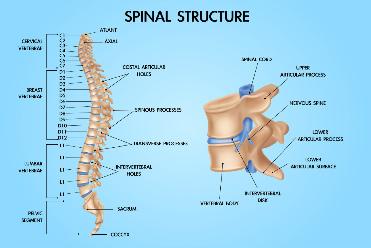 Spinal Structure Vector Design Educational Home Decor Premium Quality Poster Print Choose Your Sizes