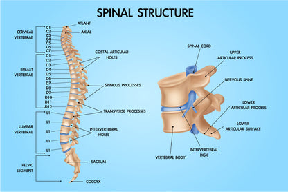 Spinal Structure Vector Design Educational Home Decor Premium Quality Poster Print Choose Your Sizes