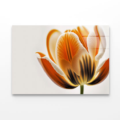 Tulips in Close-Up View Acrylic Glass Print Tempered Glass Wall Art 100% Made in Australia Ready to Hang