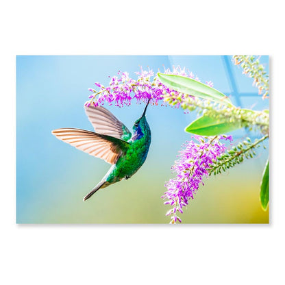 Hummingbird Violet Sabrewing Flying  Acrylic Glass Print Tempered Glass Wall Art 100% Made in Australia Ready to Hang