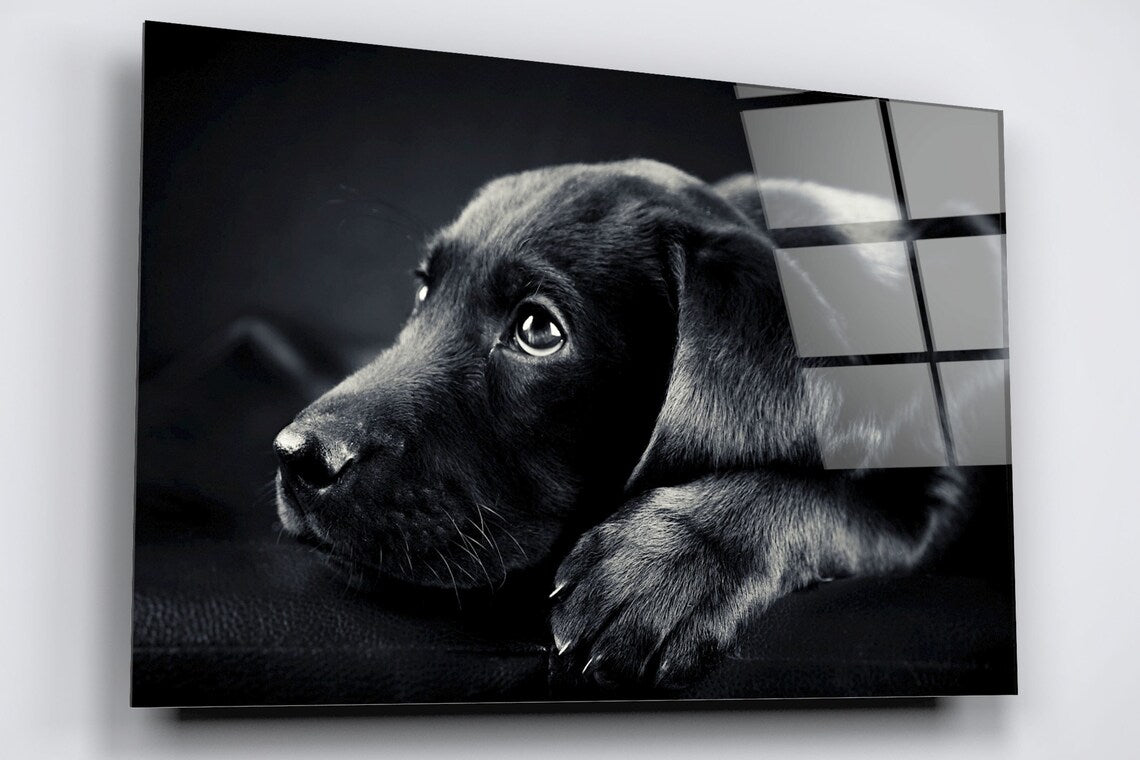 Black Labrador Acrylic Glass Print Tempered Glass Wall Art 100% Made in Australia Ready to Hang