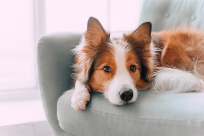 Dog Is Laying on A Blue Chair Home Decor Premium Quality Poster Print Choose Your Sizes